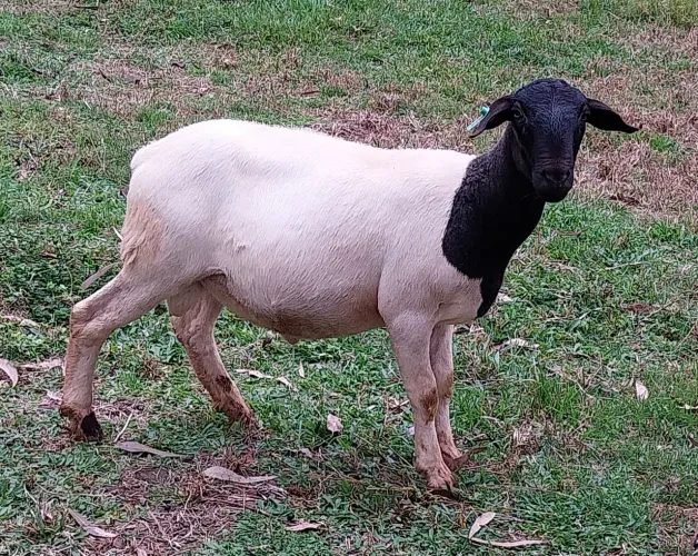 Vendo para reprodutor