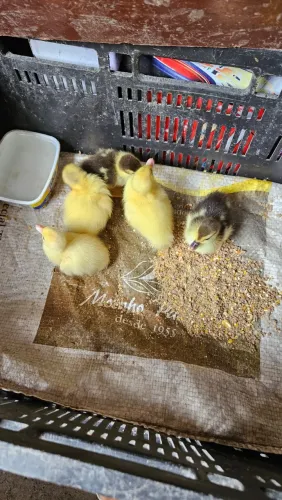 FILHOTES DE PATO À VENDA 