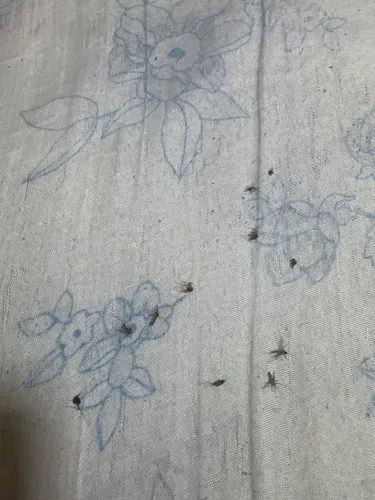 Coleção de muriçocas 