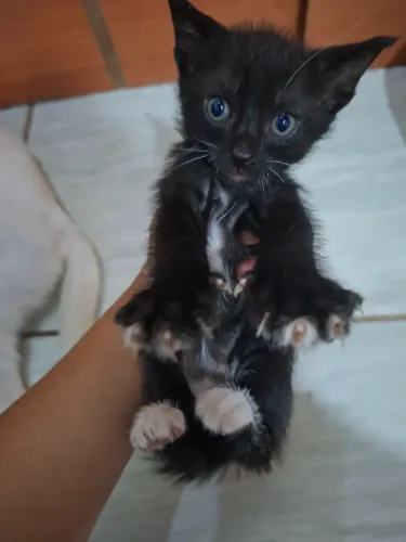 Doação de gatinhos