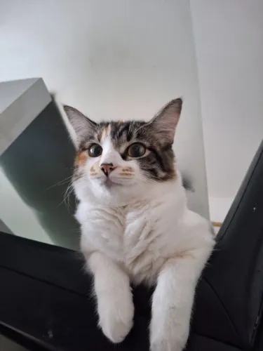 Gato