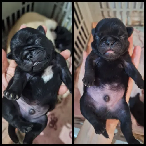 Filhotes de Pug
