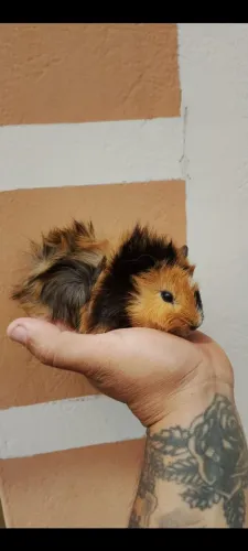 Porquinho da índia filhote