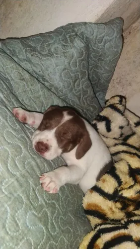 FILHOTE SE BODDER COLLIER COM PITTBULL PARA DOAÇÃO