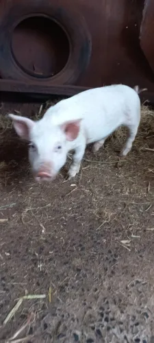 Mini porco