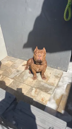 American bully 