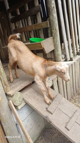 Vendo bodinhos