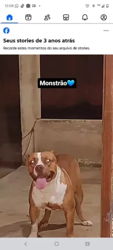 Quero uma Pitbull pra namorar