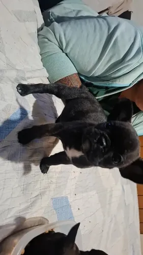 Vendo filhotes fêmeas de buldogue francês tigrada