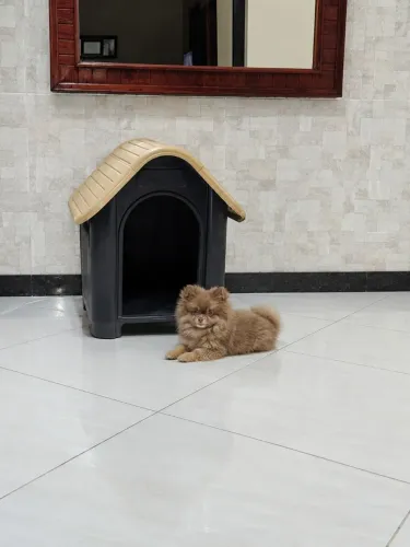 Lulu da Pomerânia cores exóticas filhotes anões registrados com pedigree!