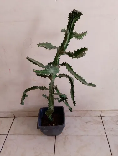 Planta