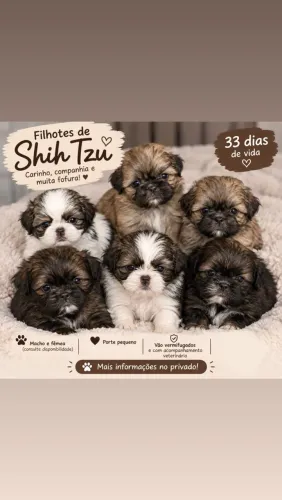 CACHORRO SHIH TZU