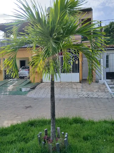 Vendo palmeira