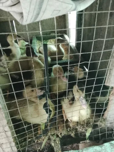 Vende se patinho 