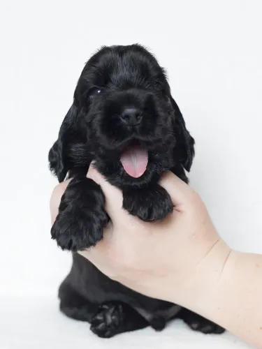 Confira Cocker Spaniel a pronta entrega em nossa loja fisica