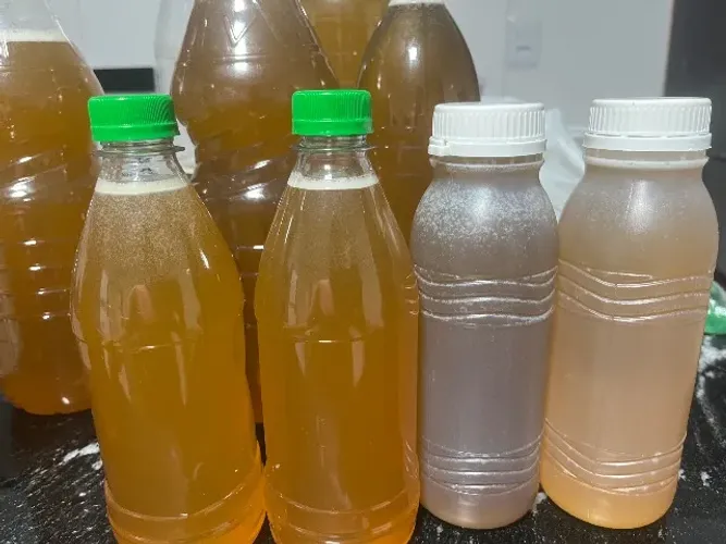 Mel uruçu nordestina