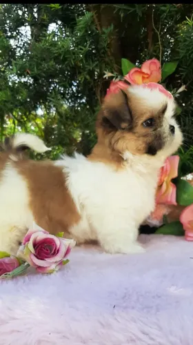 Linda BABY SHIH-TZU porte pequeno entrego higienizadinha vacinada com vacina importada.