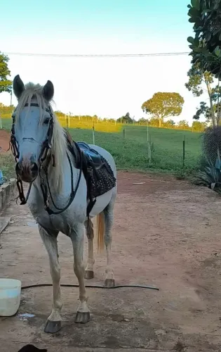 Cavalo Domado
