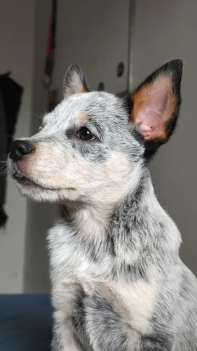 FILHOTE BLUE HEELER 
