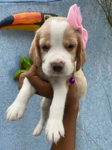 Beagle Maravilhosos Disponíveis