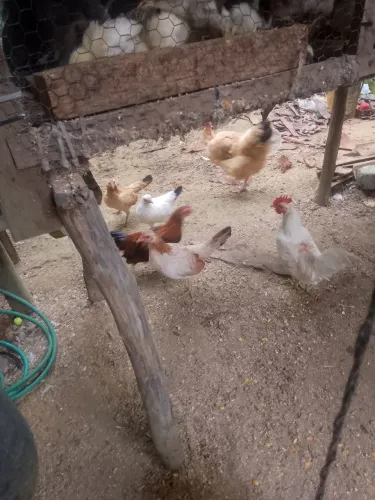 Vendendo galinha e galos garnizes