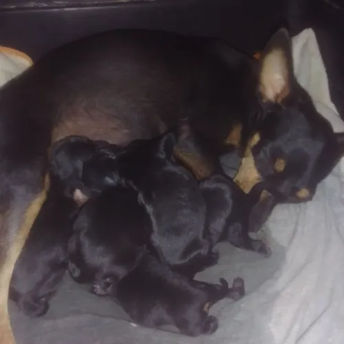 Cachorrinhos macho 01 original