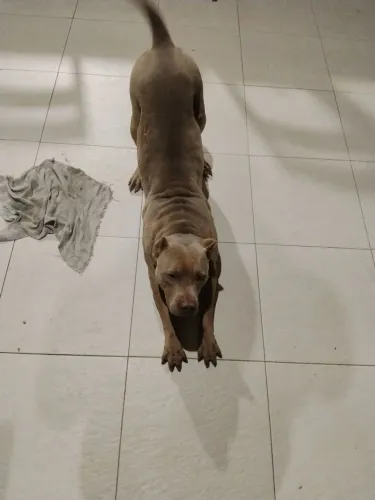 Pitbull 1 ano 