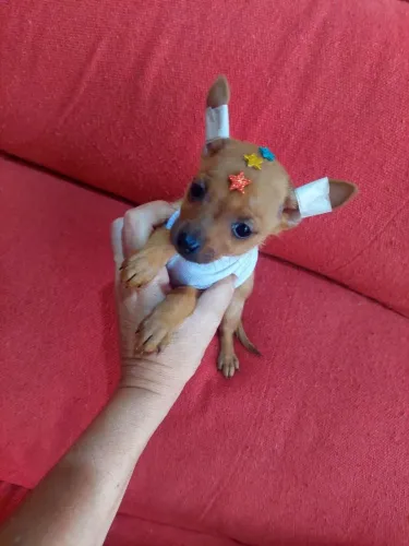 Pinscher femea mini lindinha 