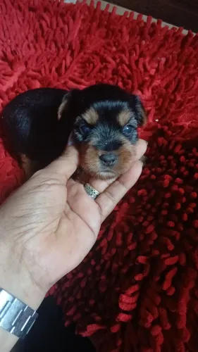 Yorkshire filhote micro macho os interessados deixe seu contato