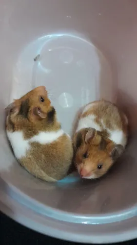 Hamster sírio