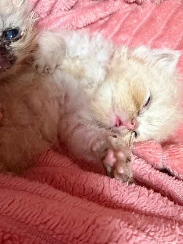 Gato persa