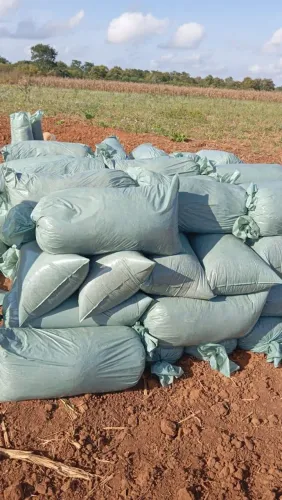 Vendemos silagem de milho e sorgo e qualidade. Ensacada para revenda