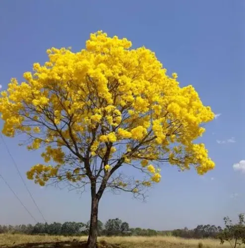 Mudas de Ipê Amarelo 