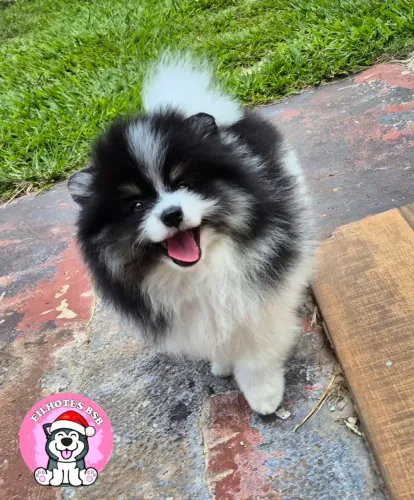 Spitz alemão - pedigree cbkc - 10 sem juros - spitz alemão