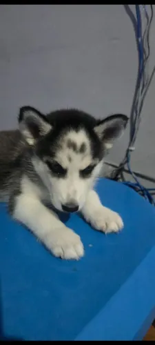 Filhote fêmea husky siberiano