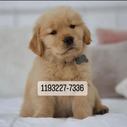 Golden Retriever filhotes dóceis e lindos