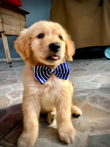 Filhote Golden Retriever de gravata borboleta 