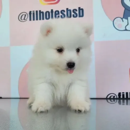 Spitz japonês con pedigree CBKC em 10x sem juros.