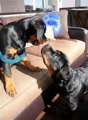 Dois filhotes Rottweiler nadisputa do lugar no sofá