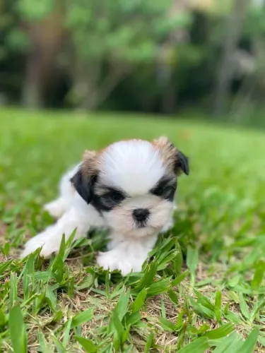 Filhote Lhasa Apso Fêmea