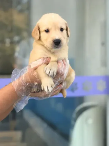 Golden Retriever - Filhote fêmea saudável com excelente linhagem - Loja física
