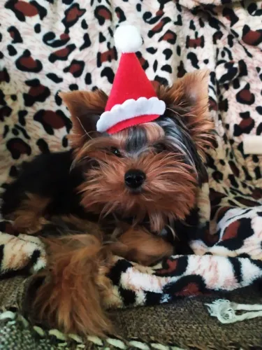 Yorkshire (pai e mãe micro)