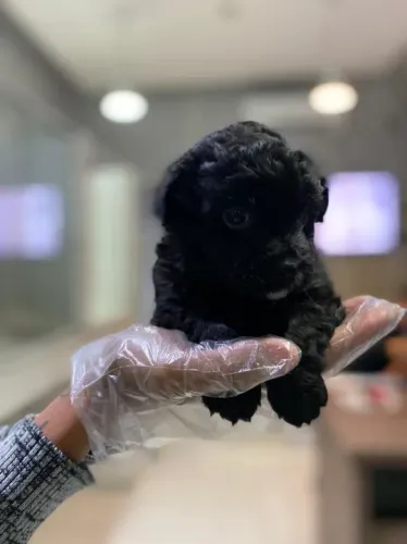 Poodle toy padrão CBKC, com suporte e assistencia Vet gratuita.