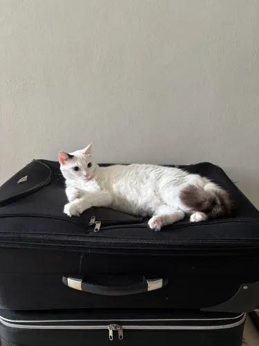 Doação de gata castrada vacinada  