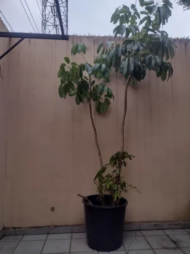 Planta de vaso , árvore para transferir para jardins