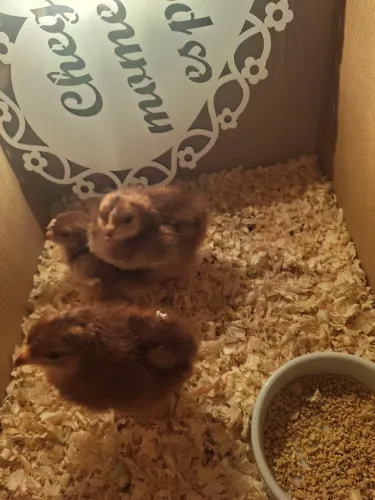 Pintinhos Rhode inslad red