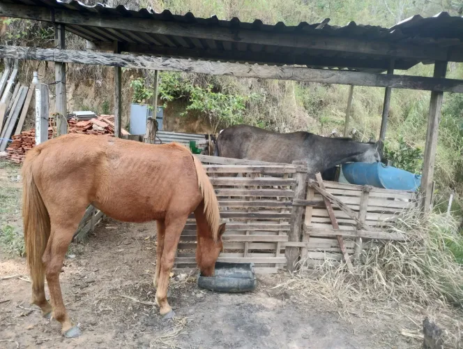 Vendo potra 1ano e meio 