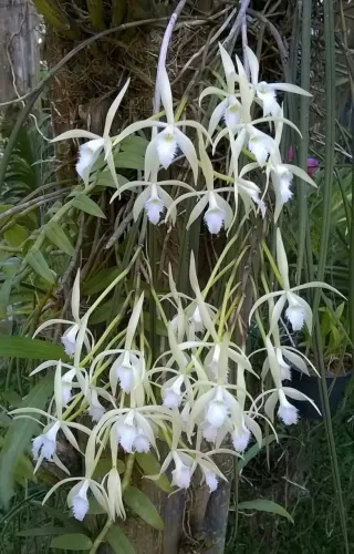 Orquídea Brassavola Marciana
