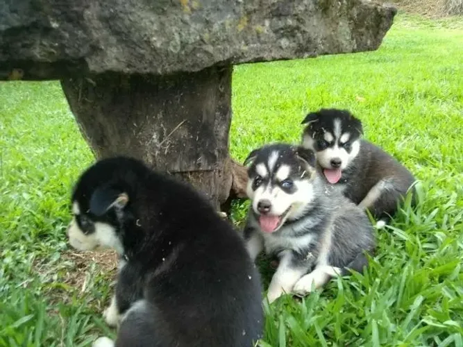 três fêmeas de Husky Siberiano estão com 56 dias vacinadas e com pureza