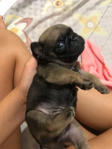 Pug